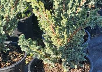 Sprzedam jałowiec "Meyeri"