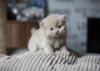 Brytyjski Długowłosy - Kocur Długowłosy Płowy - Tęczowy Agat - Miot M