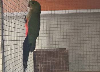 Szkarłatka królewska samiczka Szkarłatka królewska samiczka