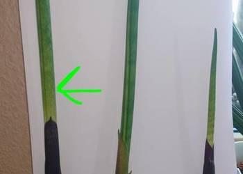 Sansevieria bacularis z kolekcji odrost liść 54 cm z kłączem
