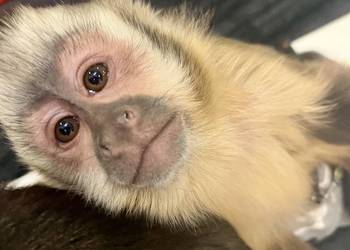 Małpa kapucynka czubata - samica