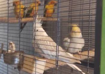 Na sprzedaż  NIMFY - para: samiec i  samica.