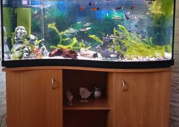 akwarium ze wszystkim