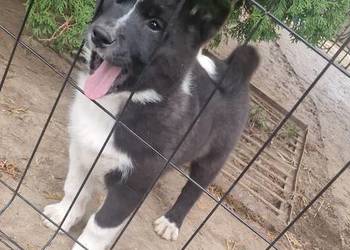 Karelski Pies na niedźwiedzie