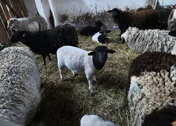 Sprzedam barana dopner