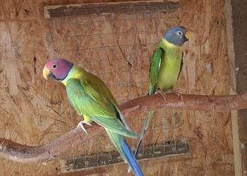 Aleksandretta śliwogłowa samica szpalt na dilute 2021