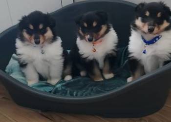 Owczarek szkocki collie ZKwP (FCI)