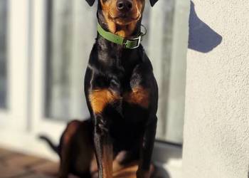 Pinczer średni - pinczer niemiecki - suczka ZKwP/FCI