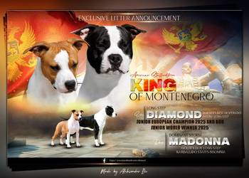 Amerykański staffordshire terrier – piękne szczenięta