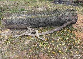 Pień dzikiej gruszy 280x60