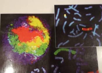 Podstawy genetyki medycznej antykwariat księgarnia