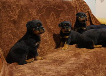 szczeniaki rottweiler