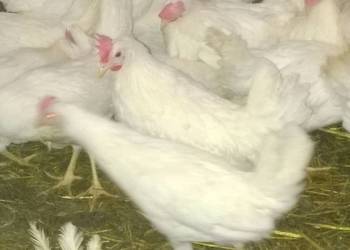 Ferma sprzeda kury l4