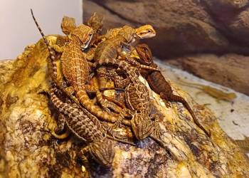 Agama brodata