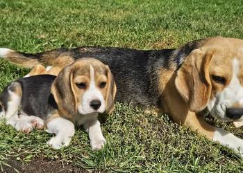 Beagle cudowne szczenięta po championie