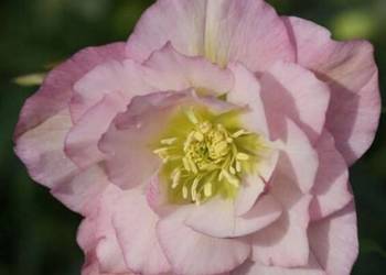 CIEMIERNIK WSCHODNI DOUBLE ELLEN PINK - sadzonki w doniczkach