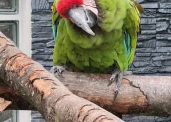 Ara Militaris Samica 22r