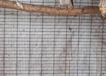 Pustułka amerykańska - samiec