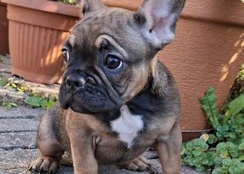 Sprzedam buldożka francuskiego-suczkę