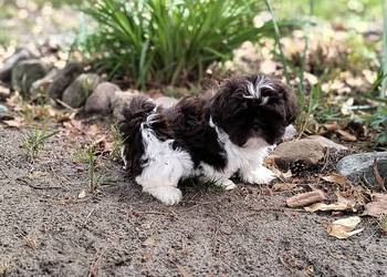 Szczeniak Shih Tzu