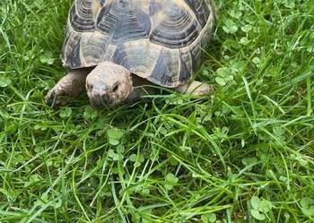 SPRZEDAM ŻÓŁWIA LĄDOWEGO