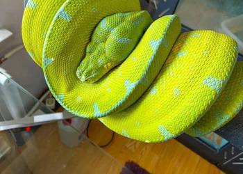 Pyton zielony, Morelia viridis, Sorong