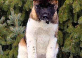 Suczka szczeniak Akita Amerykańska PlayTime FCI - gotowa do odbioru