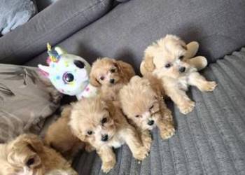 Pięknie szczeniaki Maltipoo