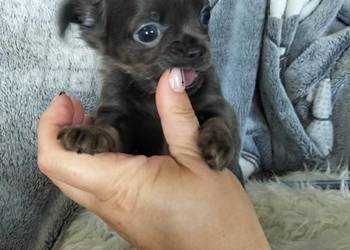 Niebieska długowłosa Chihuahua
