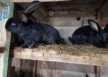 Króliki na chów