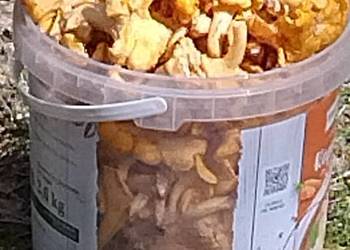 KURKI   PROSTO    z    LASU