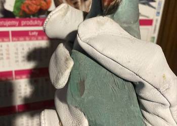 Aleksandrety obrożne