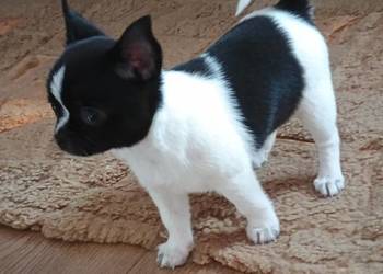 Chihuahua piękna dziewczynka DAMA