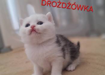 Kot brytyjski