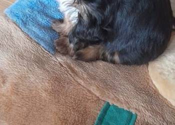 Yorkshire Terrier  Black Tan