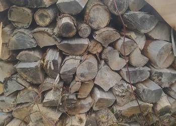 Drewno opałowe dębowe