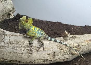 Gonocephalus chamaeleontinus agama kameleonowa