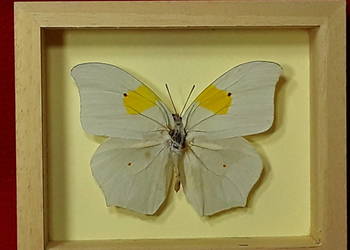Motyl w ramce 12x10 cm . Anteos clorinde 80 mm .