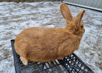 Kroliki baran francuski burgundzkie