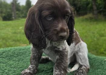 Polski Spaniel Myśliwski - HUNTER Mazurska Trufla (FCI)