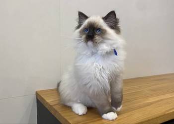 Kocurek Ragdoll gotowy do odbioru