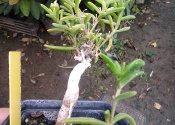 Ice Plant, Delosperma bosseranum, kaudeks- nasiona