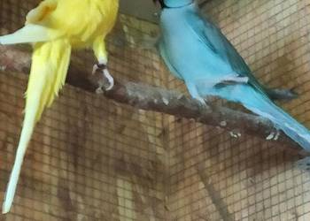 Aleksandretty Rozelle Królewskie