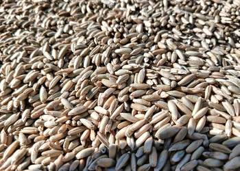 Sprzedam żyto do siewu Sprzedam żyto do siewu