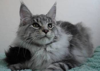 Srebrzysta koteczka maine coon