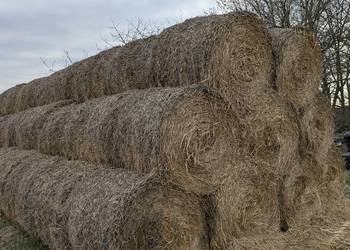 Słoma w rolkach belach