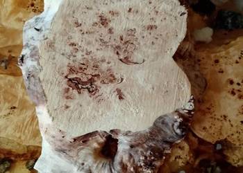 Topola czeczot plaster deska