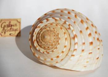 Duża muszla morska biała Tonna dolium 11 cm, marynistyka