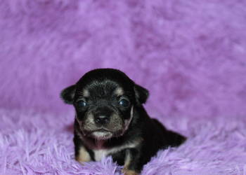 Chihuahua suczka ZKwP FCI! Prawdziwy rodowód