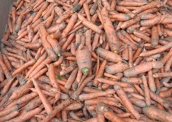 Marchew odpadowa-paszowa brudna Marchew odpadowa-paszowa brudna